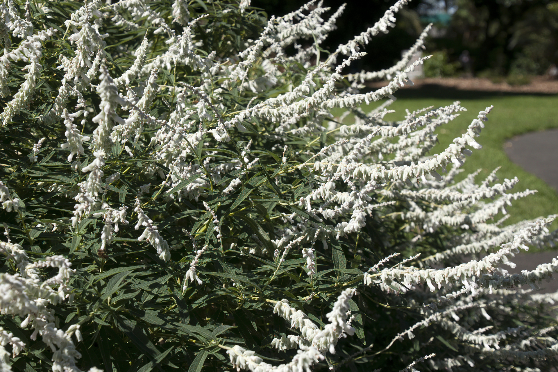 银芽柳别名图片