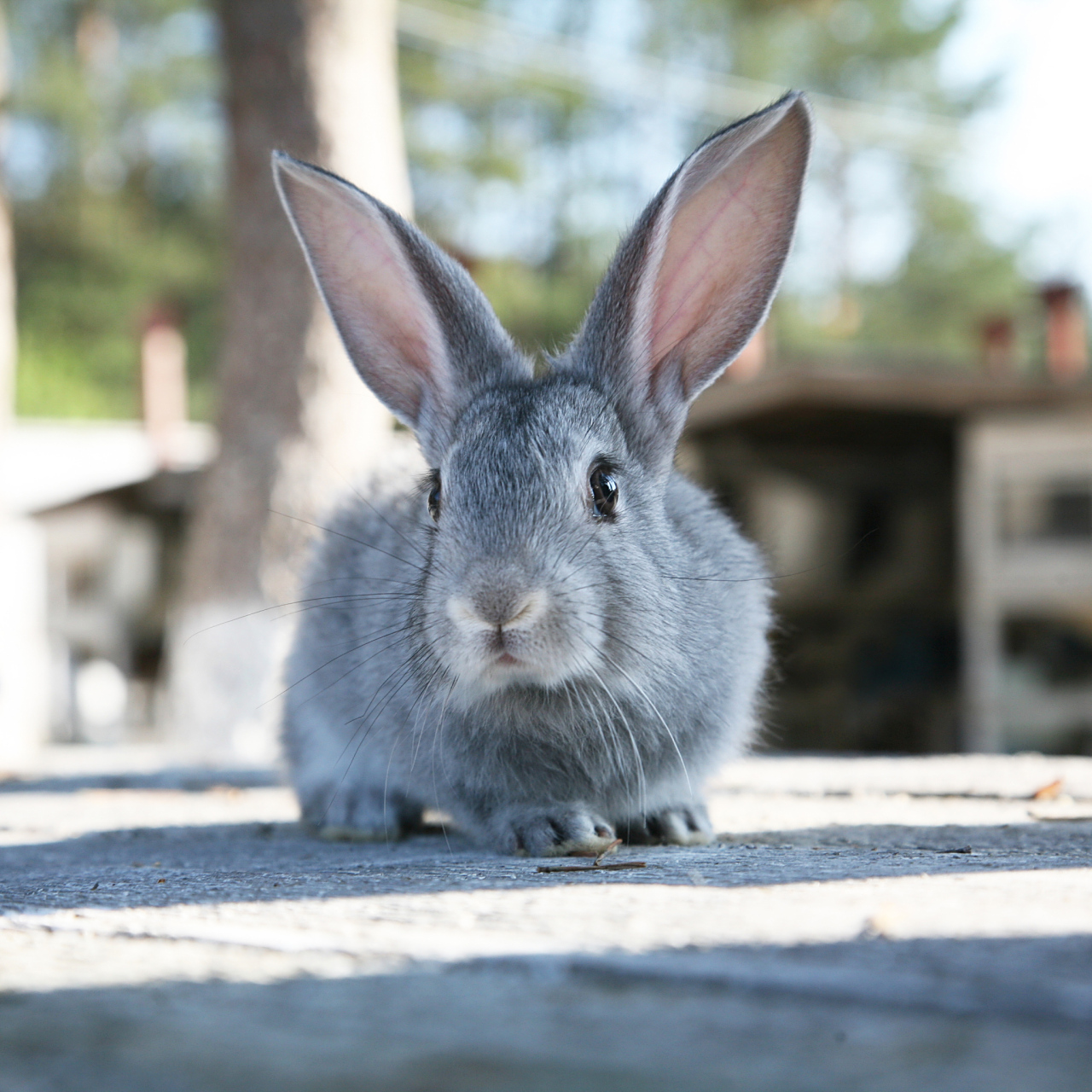 九月动态激励计划# 兔子是一种哺乳动物,属于兔形目,兔科.