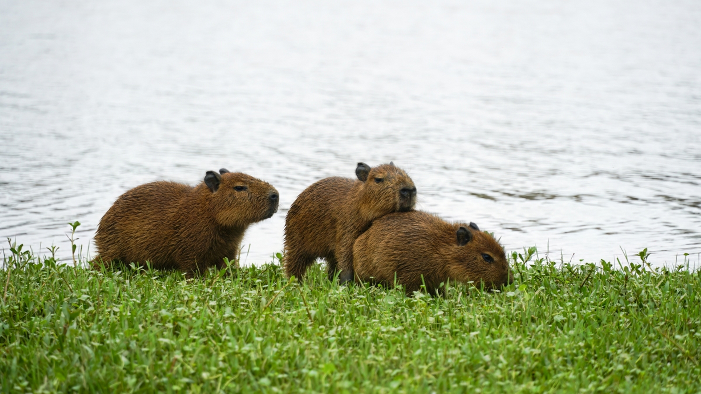 水豚是南美洲沼泽和河流中的大型哺乳动物,具有圆筒形身体,厚实皮肤和