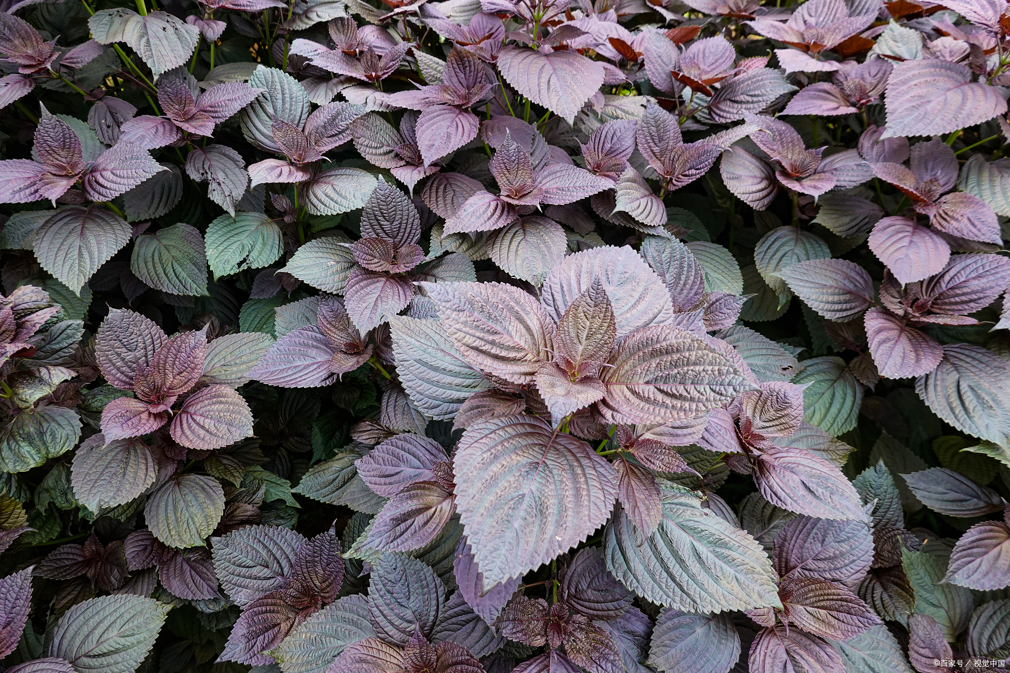 今天,就让我们一起探索紫苏叶的神奇功效,看看它如何为我们的健康保驾