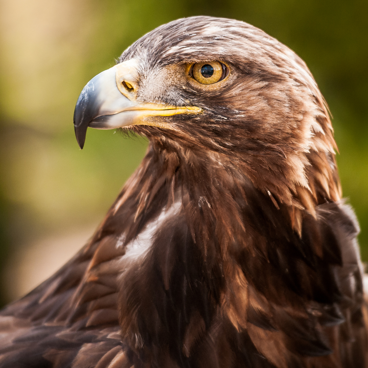 老鹰在艰难困苦的逆境中,历尽艰辛磨难蜕变而得以重生,成为世界上最