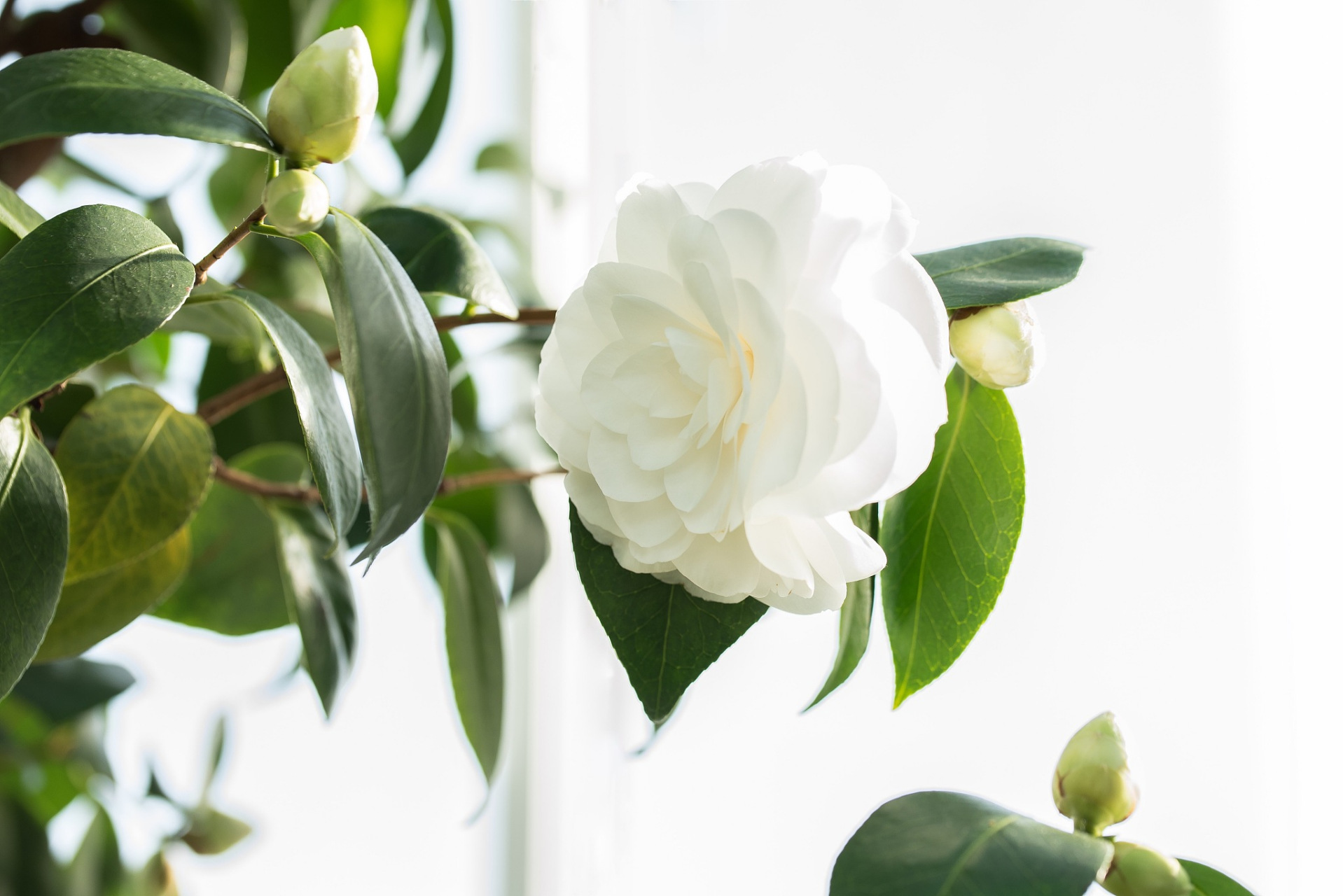 栀子花是一种常绿灌木或小乔木,属于茜草科栀子属.