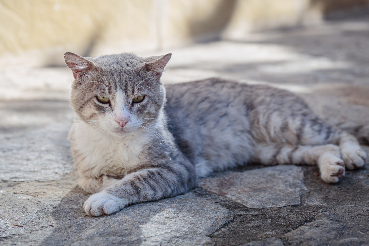 家猫咬伤不必慌,狂犬疫苗非必需