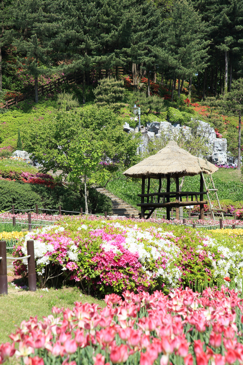 迁西雨花谷景区简介|迁西雨花谷景区是一个以花海景观为特色的旅游