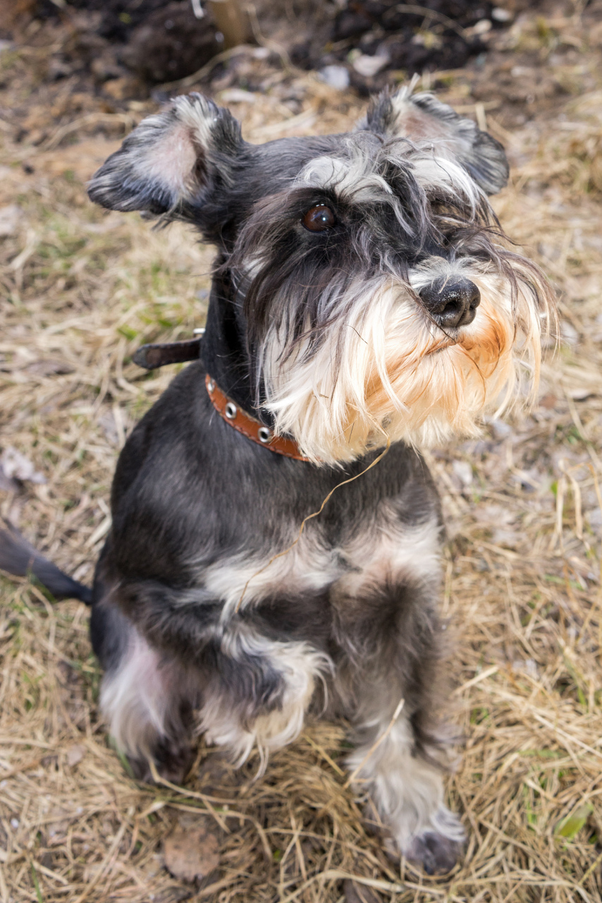 易于训练和社会化,能提供情感支持和陪伴.[原文:哈瓦那犬:发现宠物
