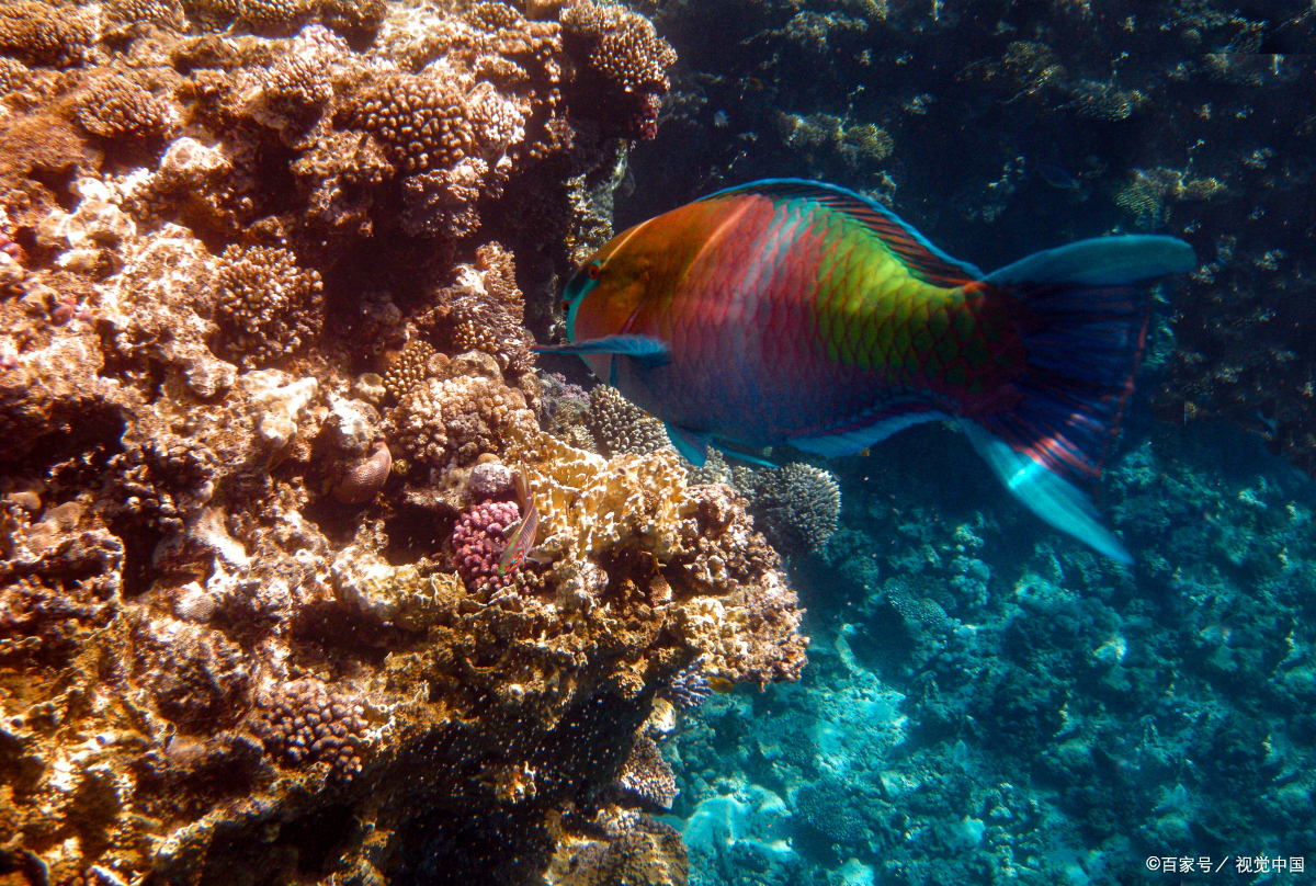 迷你鹦鹉鱼需要打氧吗