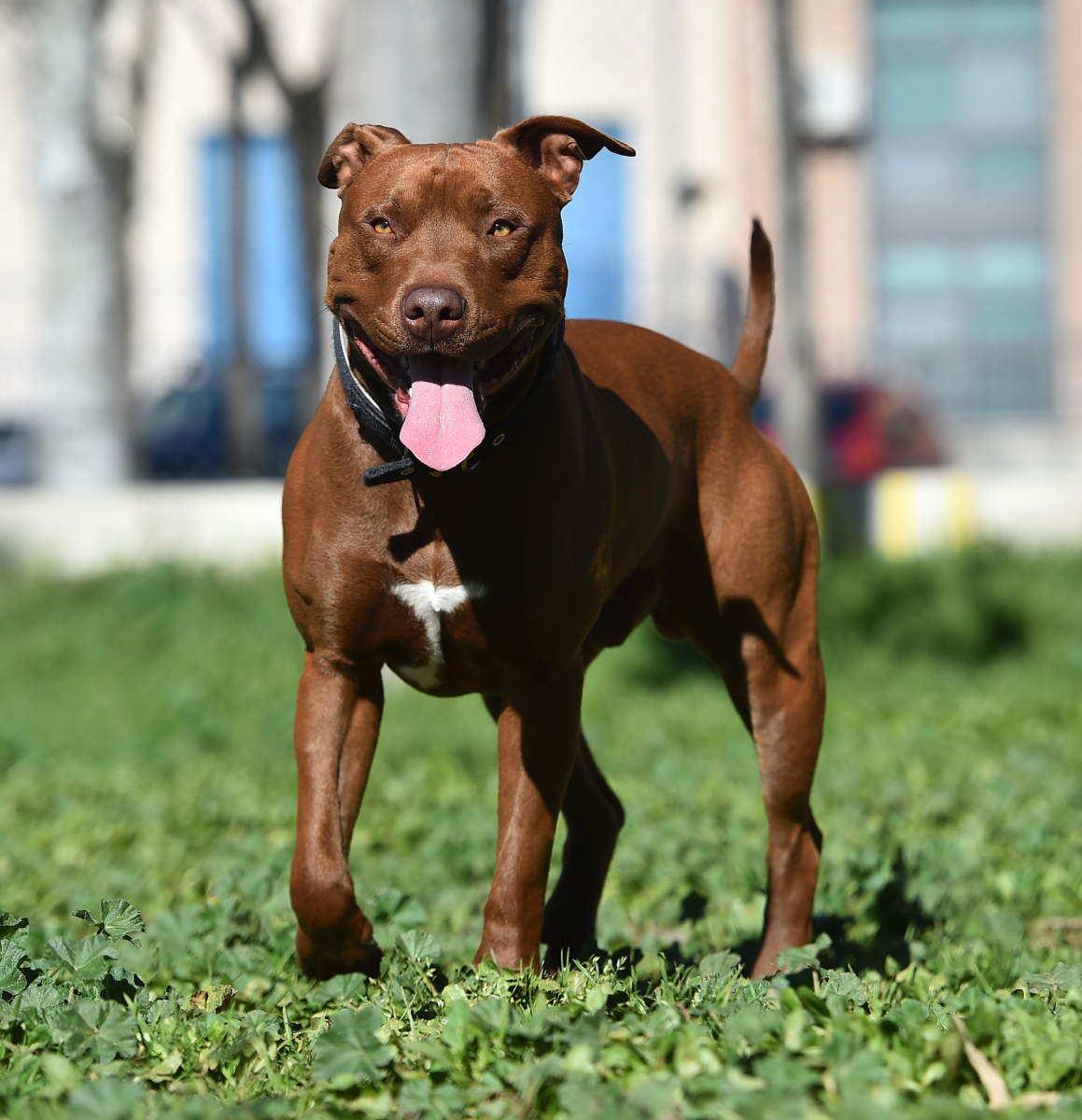 斗牛犬是长毛还是短毛