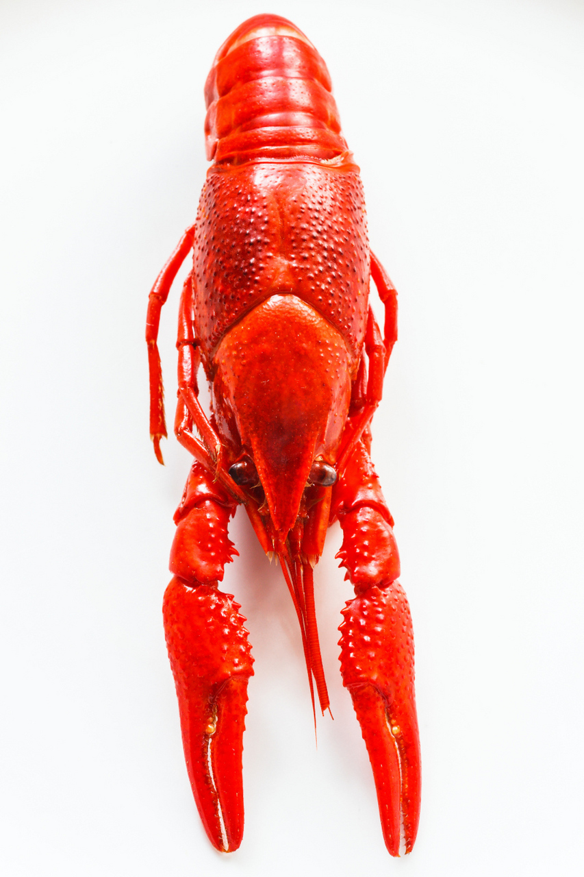 严重者可发展为急性肝衰竭#男子狂炫几斤小龙虾患急性肝炎# 近日,杭州