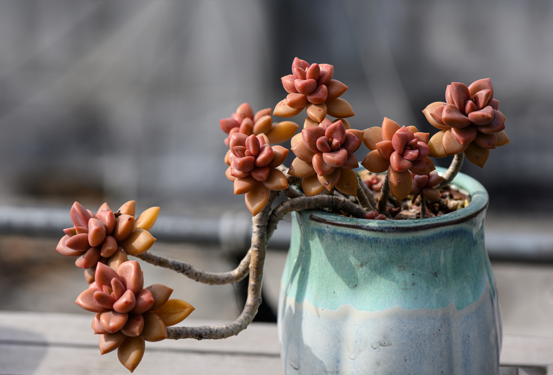 姬胧月是多肉的一种,又名粉莲,宝石花.