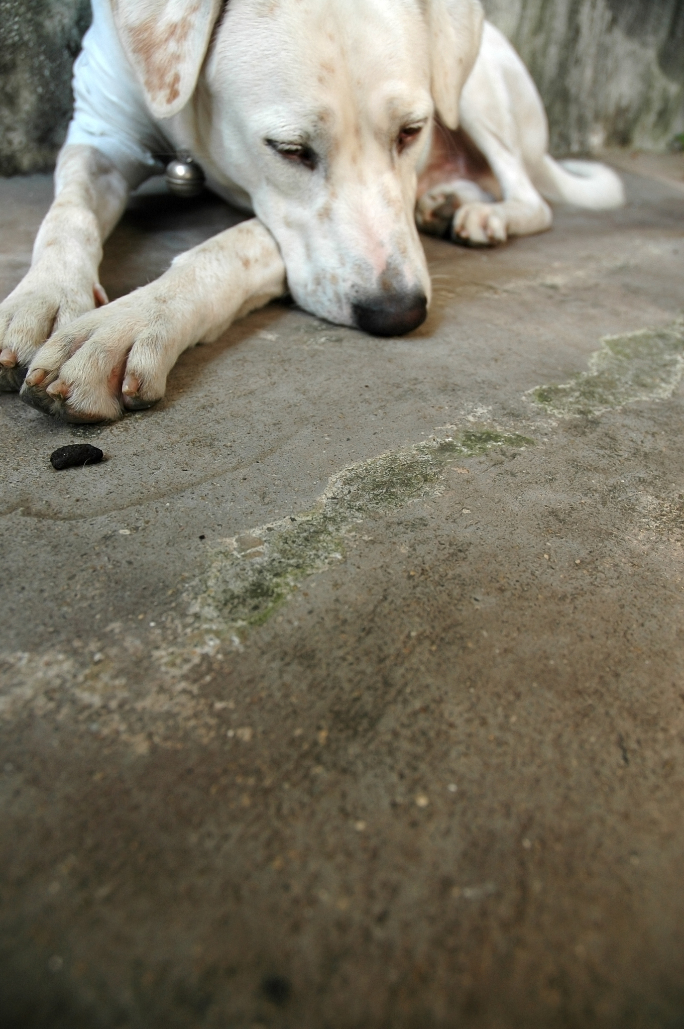 从喘气到昏迷仅需20分钟!狗狗中暑急救指南:分级护理决定生死