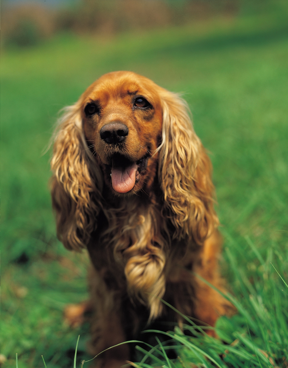 美国可卡犬是一种源自西班牙猎鸟犬,在经历多次繁殖和改良后才得以