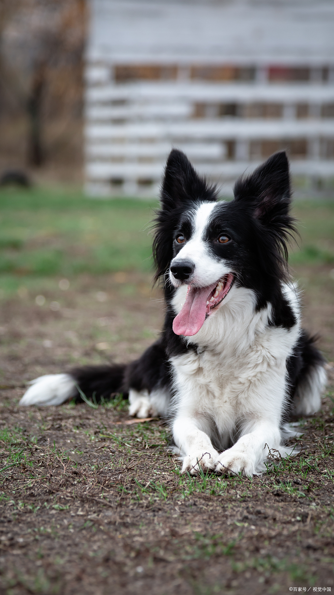 边牧犬,全名边境牧羊犬(border collie)
