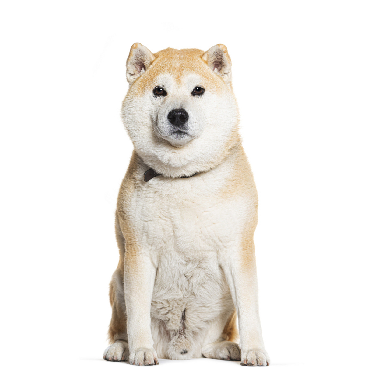 不仅是美的追求,更是心灵的慰藉.[原文:胡麻柴犬是什么样的]