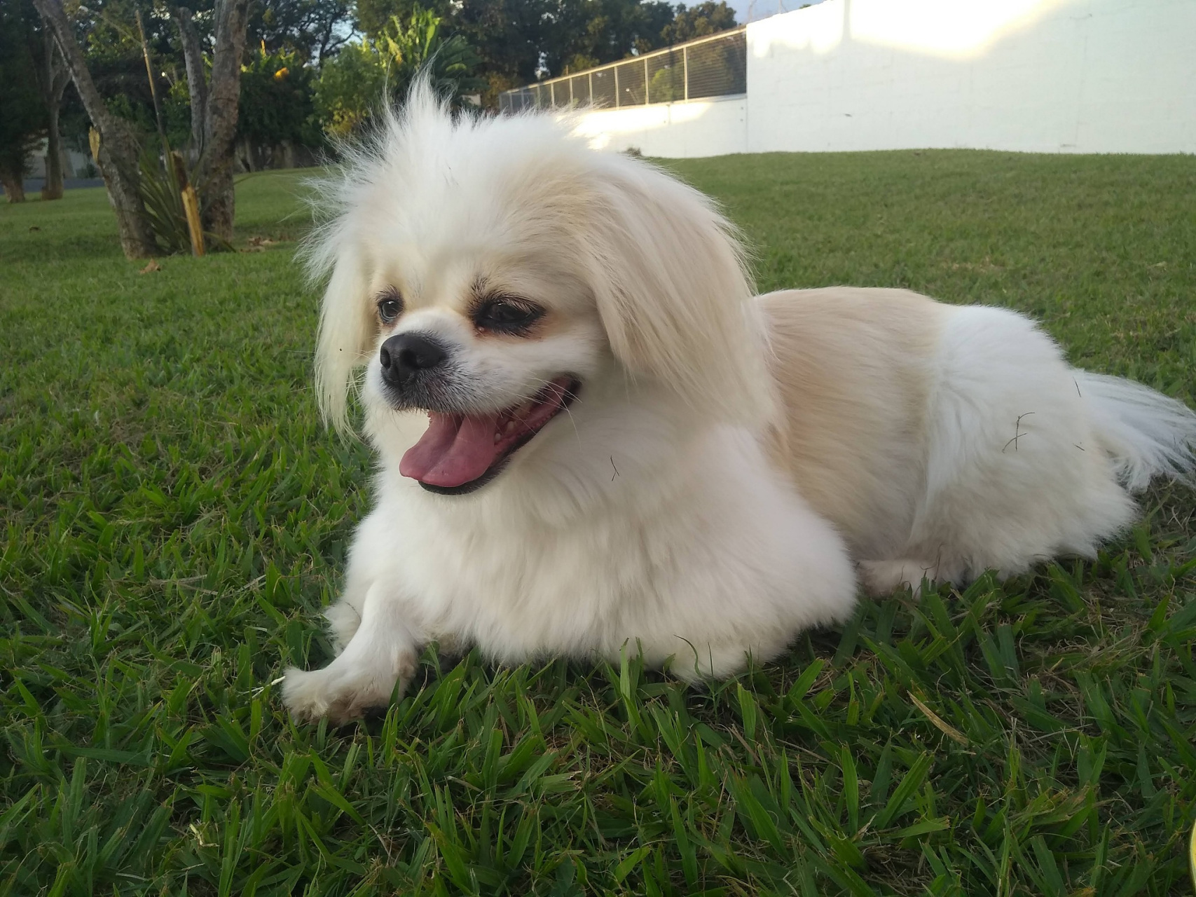 秋日生活创作季# 京巴犬,又称北京犬或京巴狗,是一种历史悠久的犬种