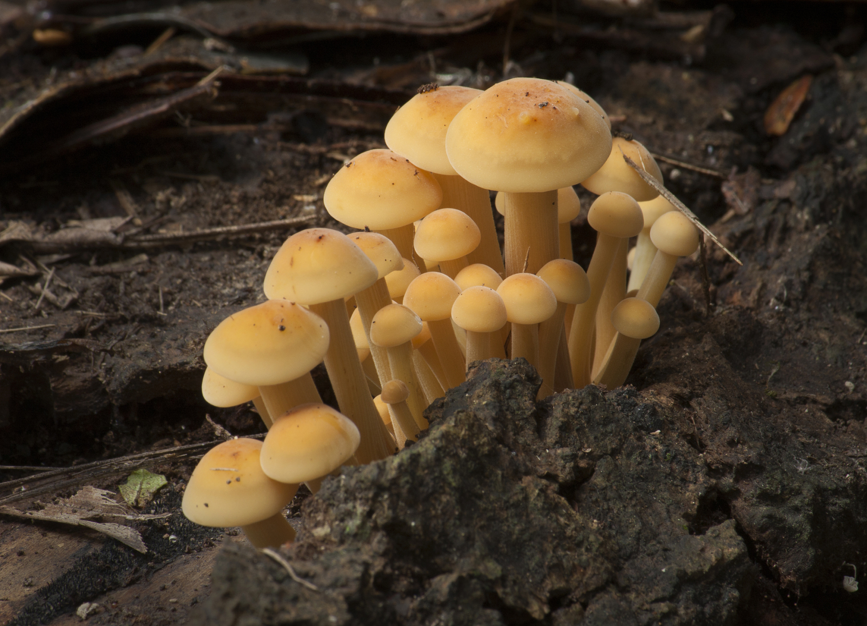 96野生菌不能随便乱吃,教你辨认有毒菌种96  大家在野外旅游或者