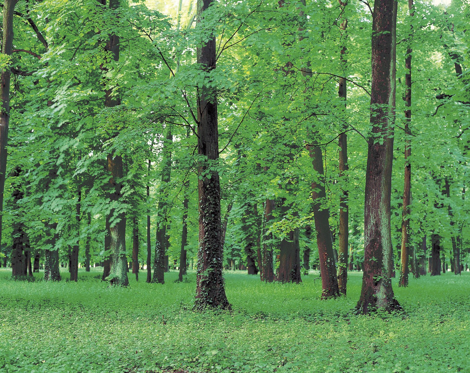 [原文:咨询行业是干什么的