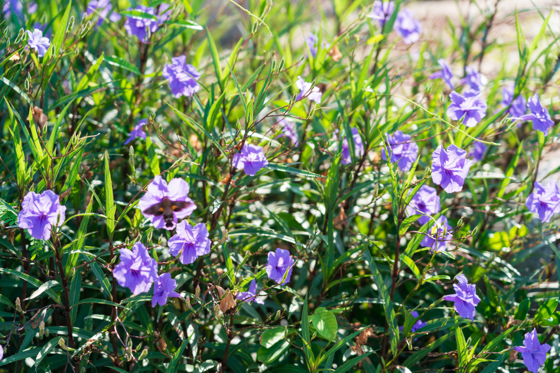 摘要:  半边莲与半枝莲虽只有一字之差,但它们是两种完全不同的中草药