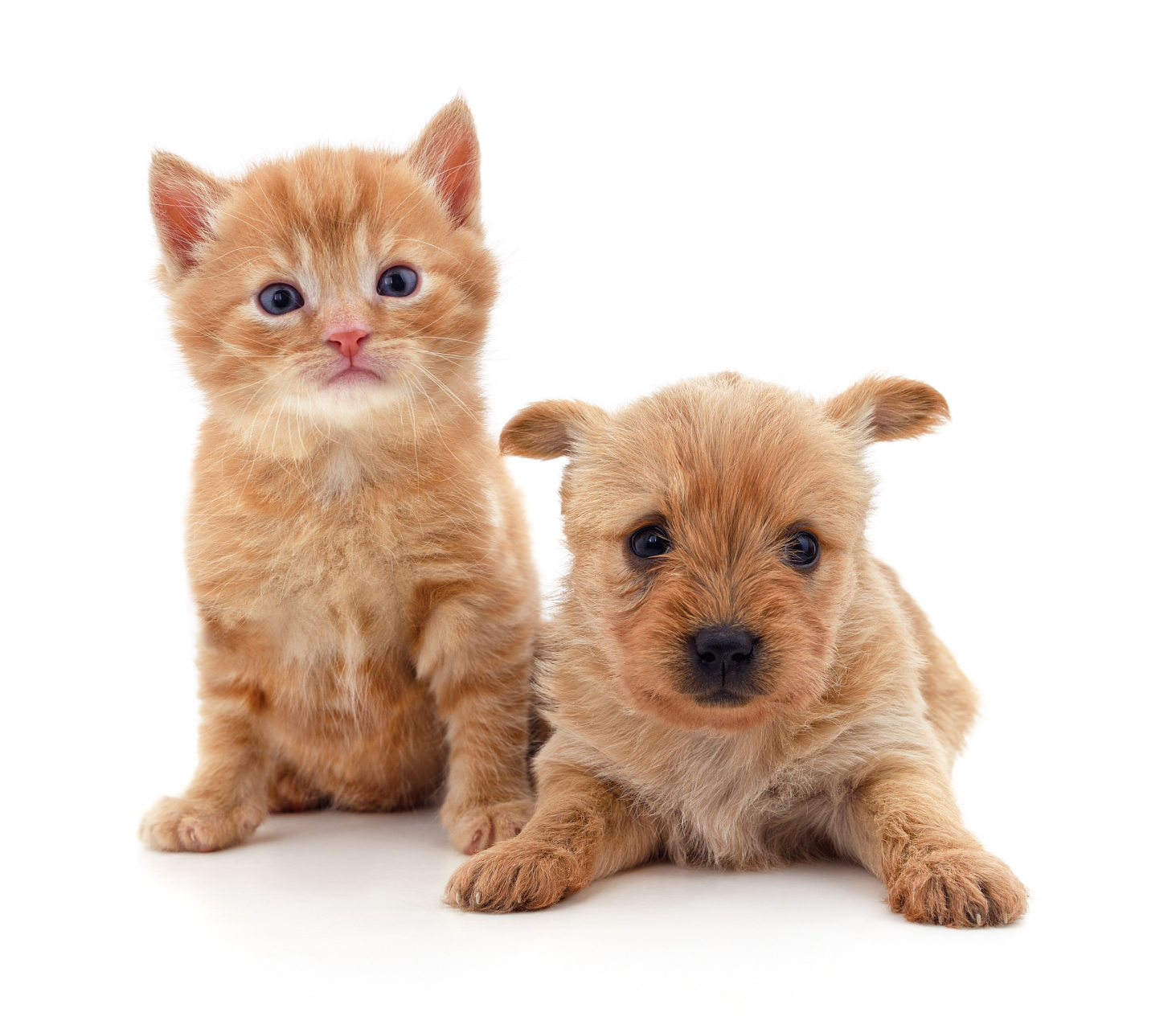 猫狗大战:传说猫和狗之间存在一场永恒的战争.