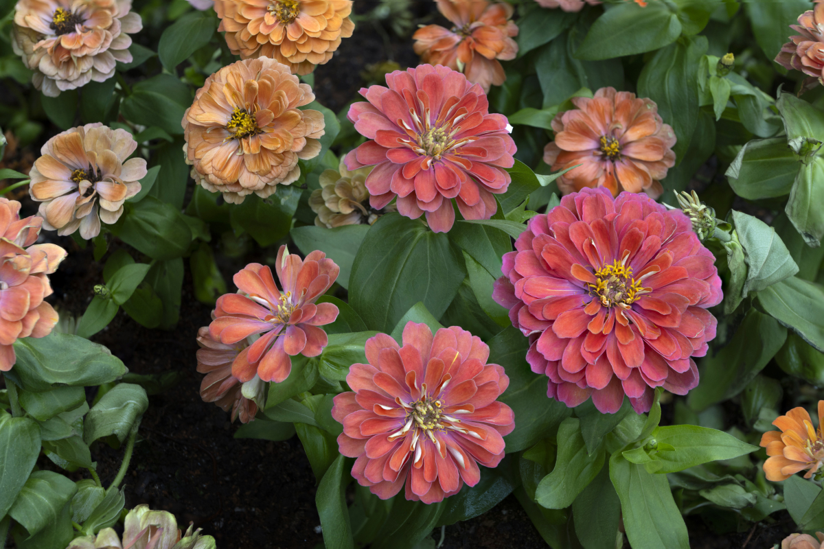 花卉新品种具有观赏性,抗病性,耐储运等优点,满足人民群众对花卉的