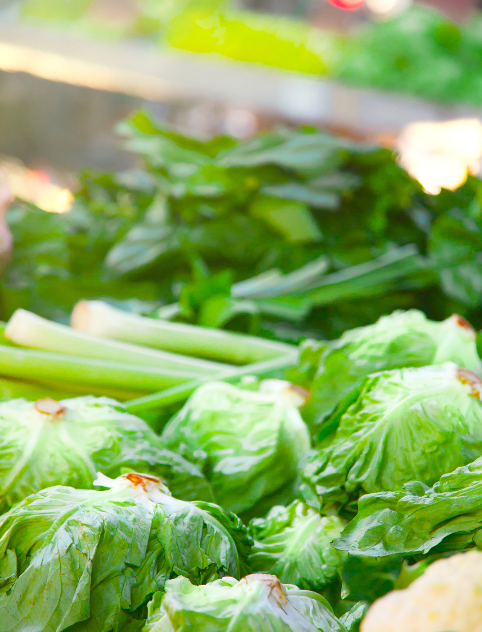 在寒冷的冬季,阳台上种植生菜最好选择耐寒性较强的品种,例如菠菜 