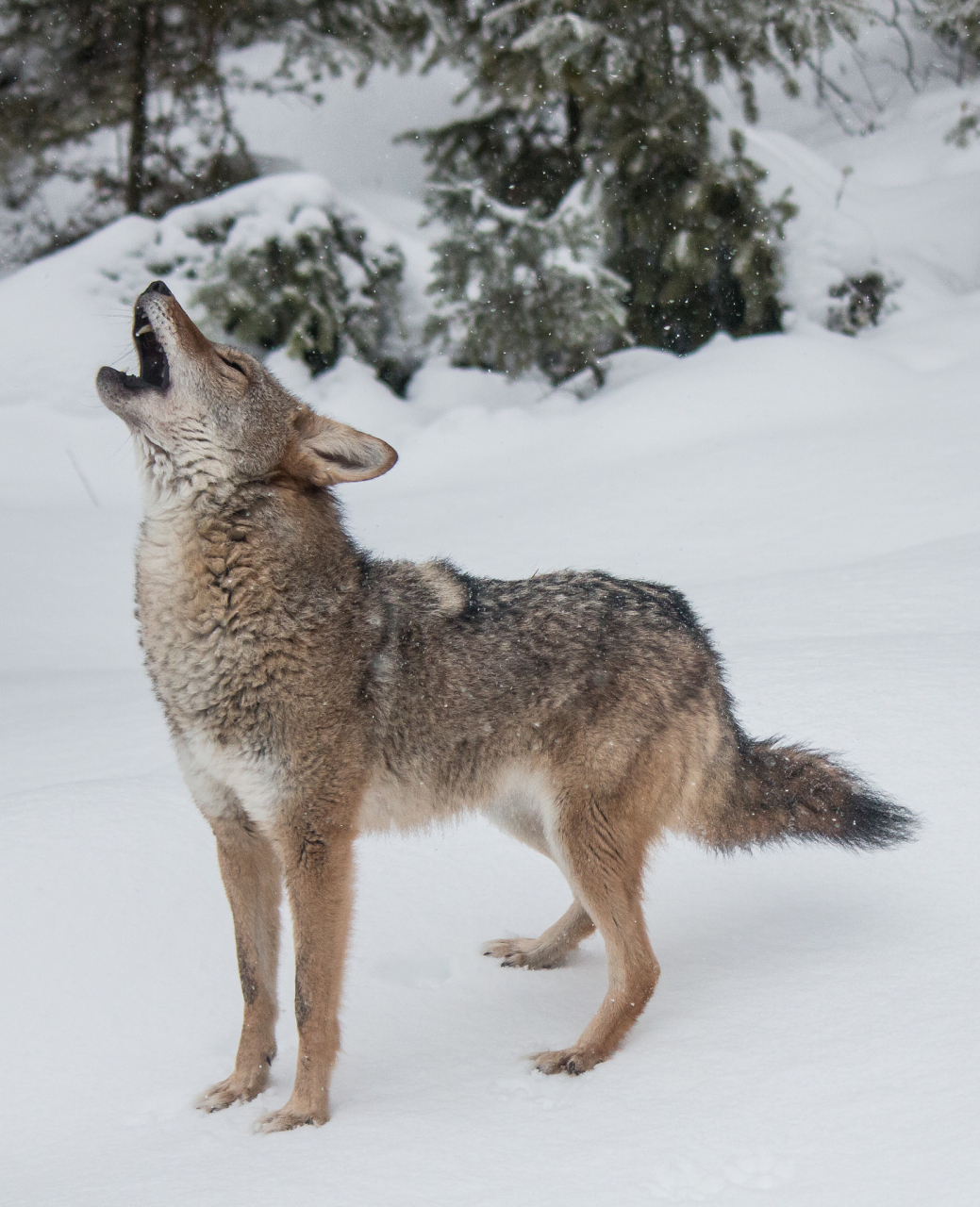 狼的嚎叫是同类之间的通讯联系方式,招呼队友快速集结.