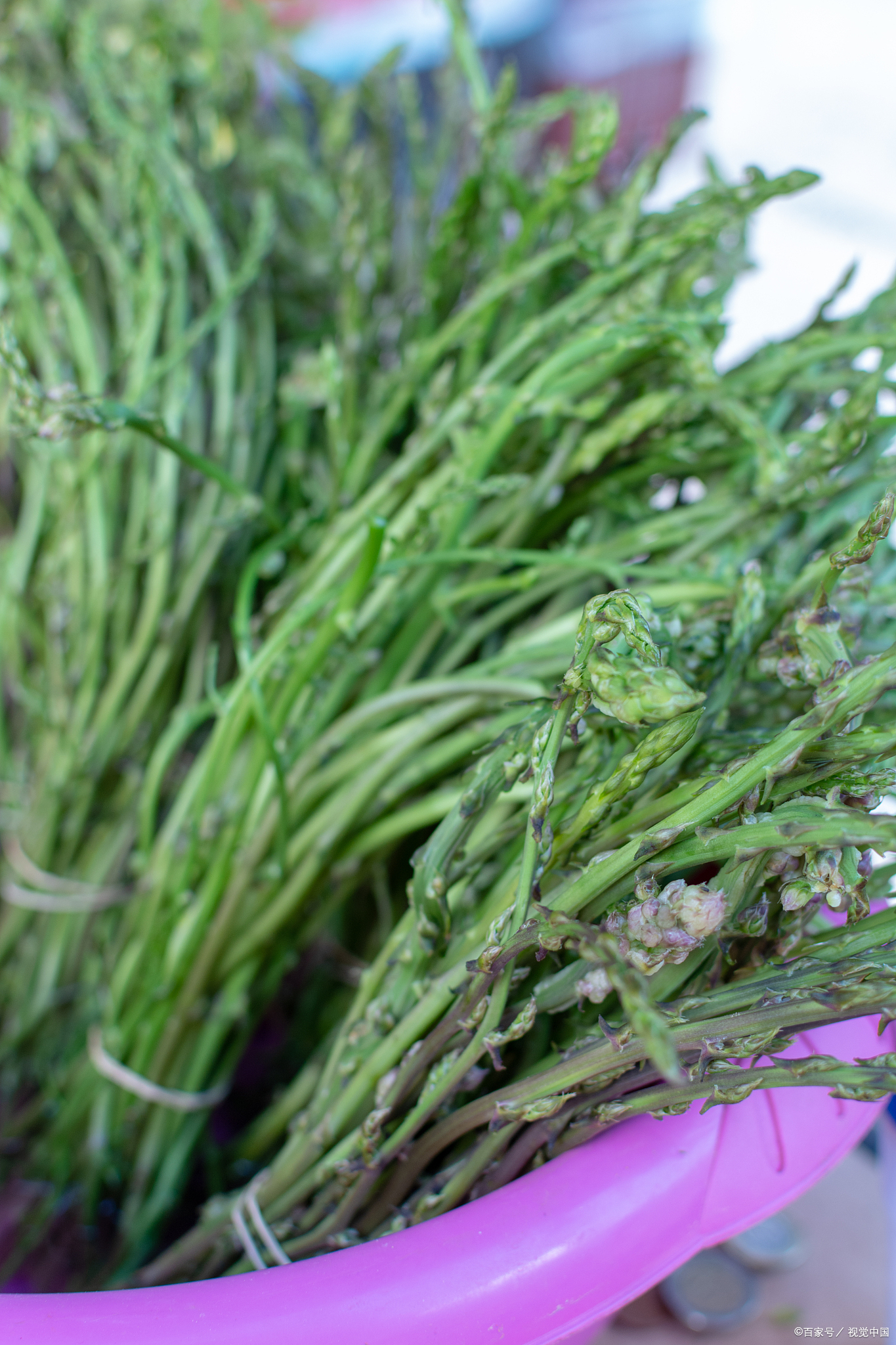 功效与作用龙须草龙须菜图片大全大图野生龙须草的图片野生龙须菜图片