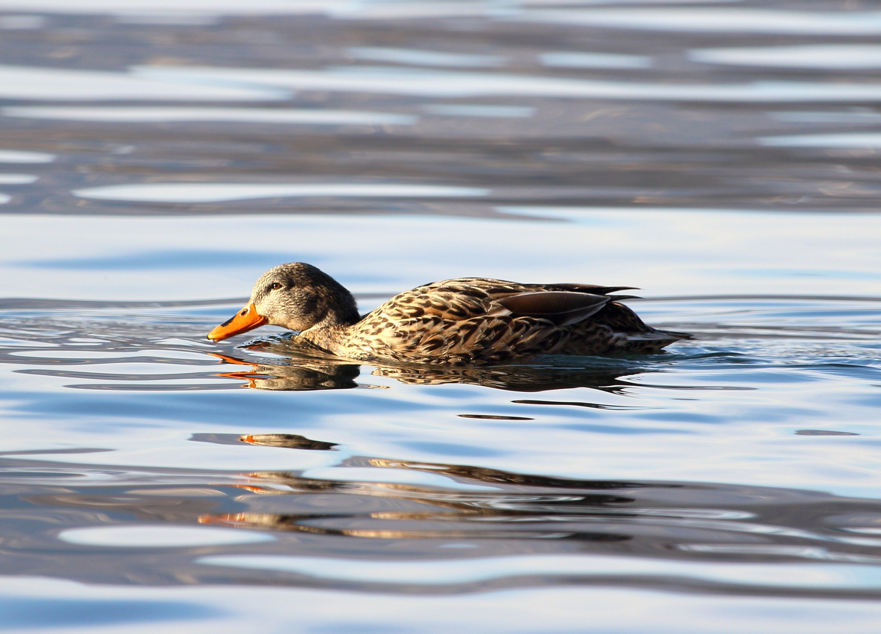 小野鸭是杂食动物,吃水生植物,浮游生物,昆虫和小鱼等.