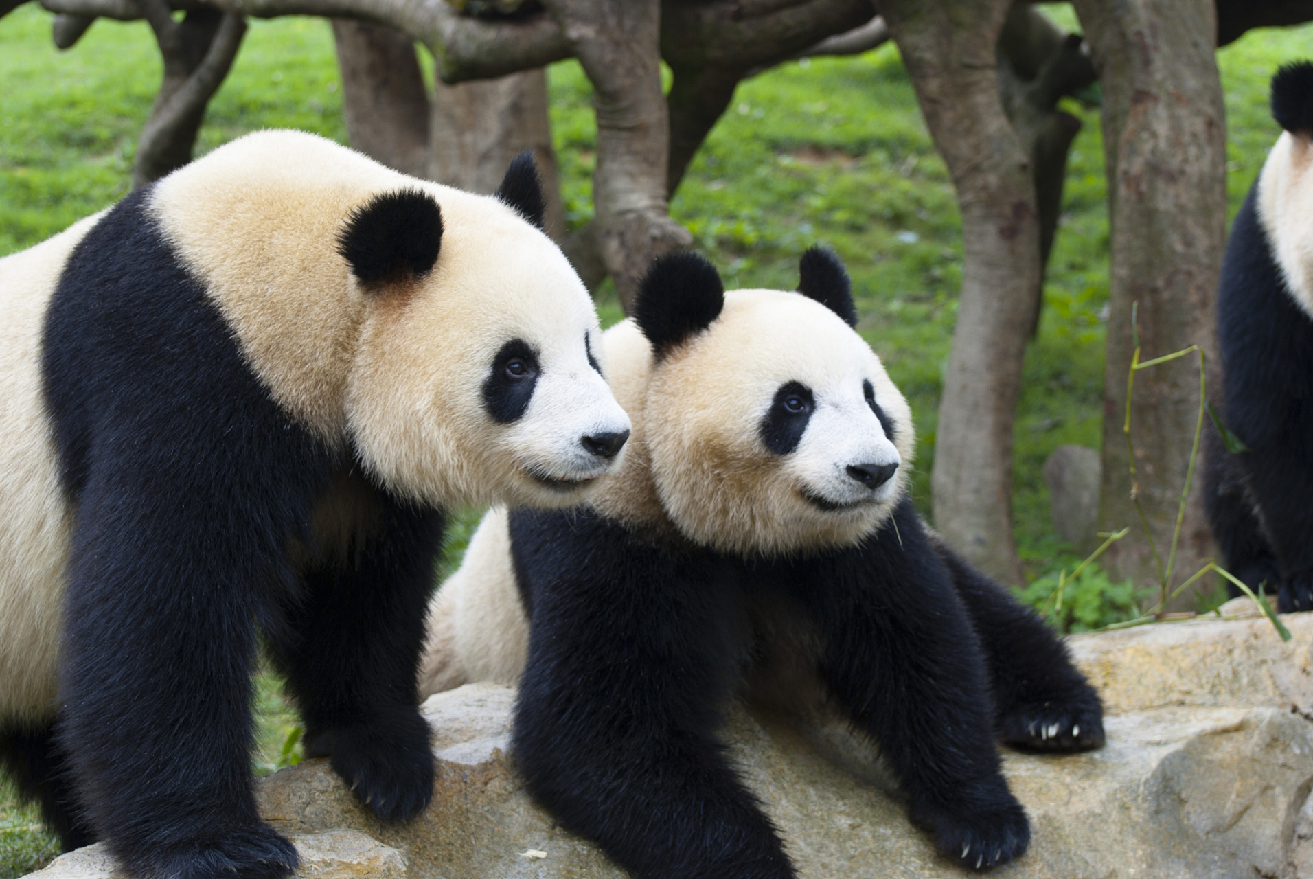 最近旅美大熊猫美香一家备受瞩目,成为了全国人民的宠儿!