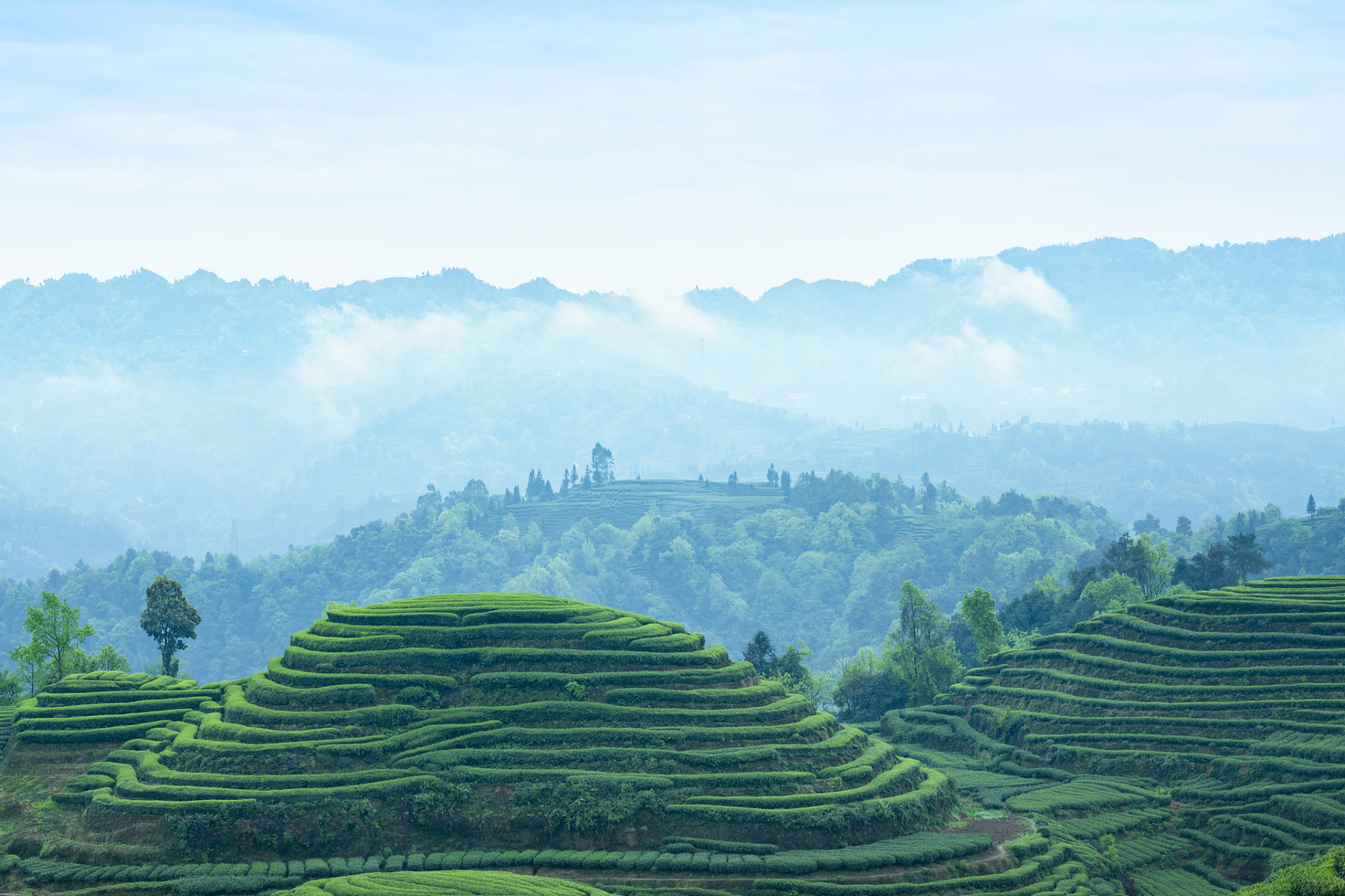 来英山云雾茶乡,看不一样的景色!
