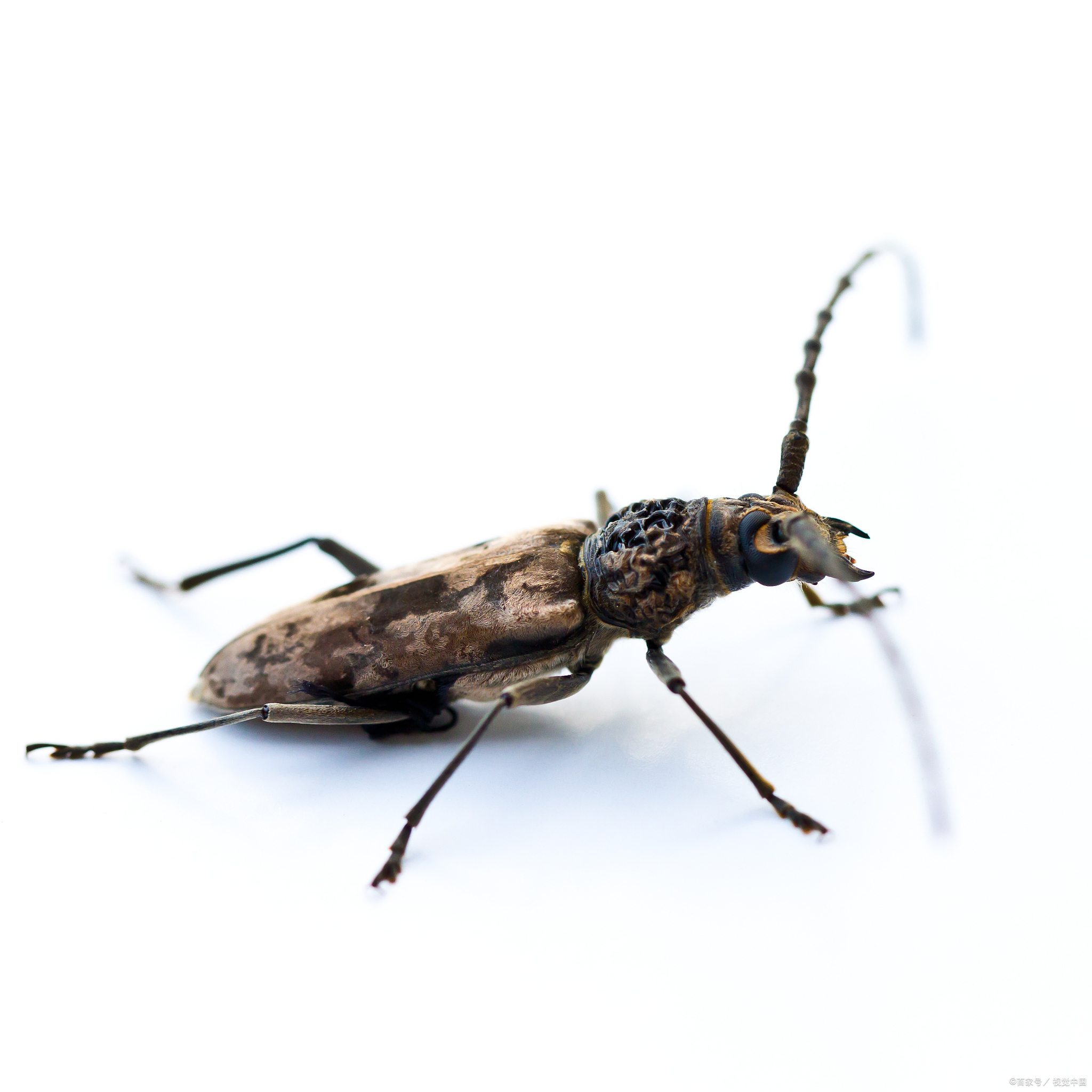 天牛为什么不怕晕