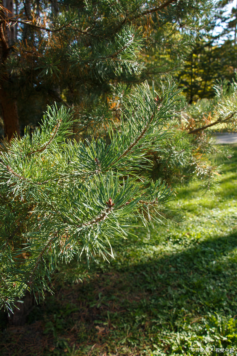 记松针图片松针的图片松针树针松树图片松针树图片松针长什么样子