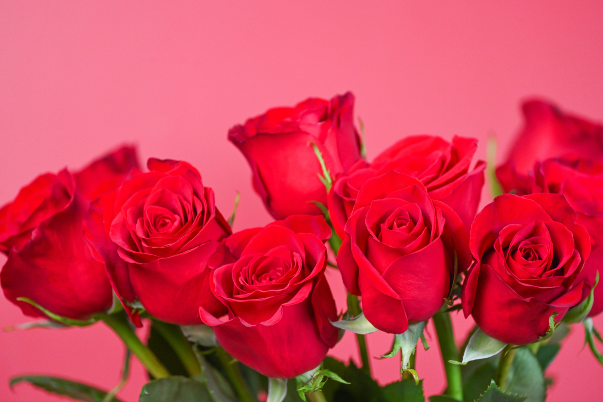 玫瑰花,象征爱情,浪漫,尊重与友谊,色彩与数量传达着万千情感.