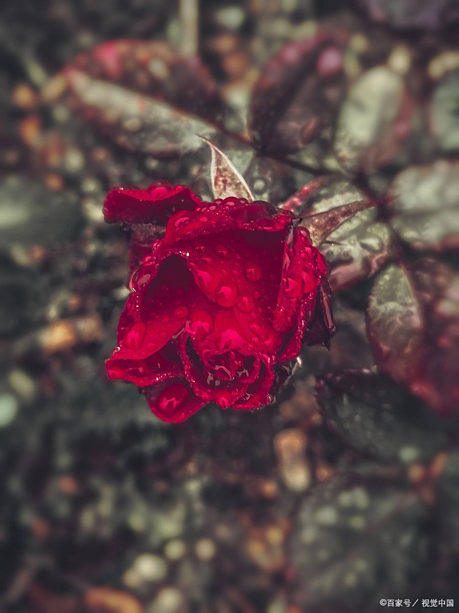 花支离破碎的玫瑰藤蔓散落在地有一些深冷色花的图片沙漠玫瑰寒梅图片