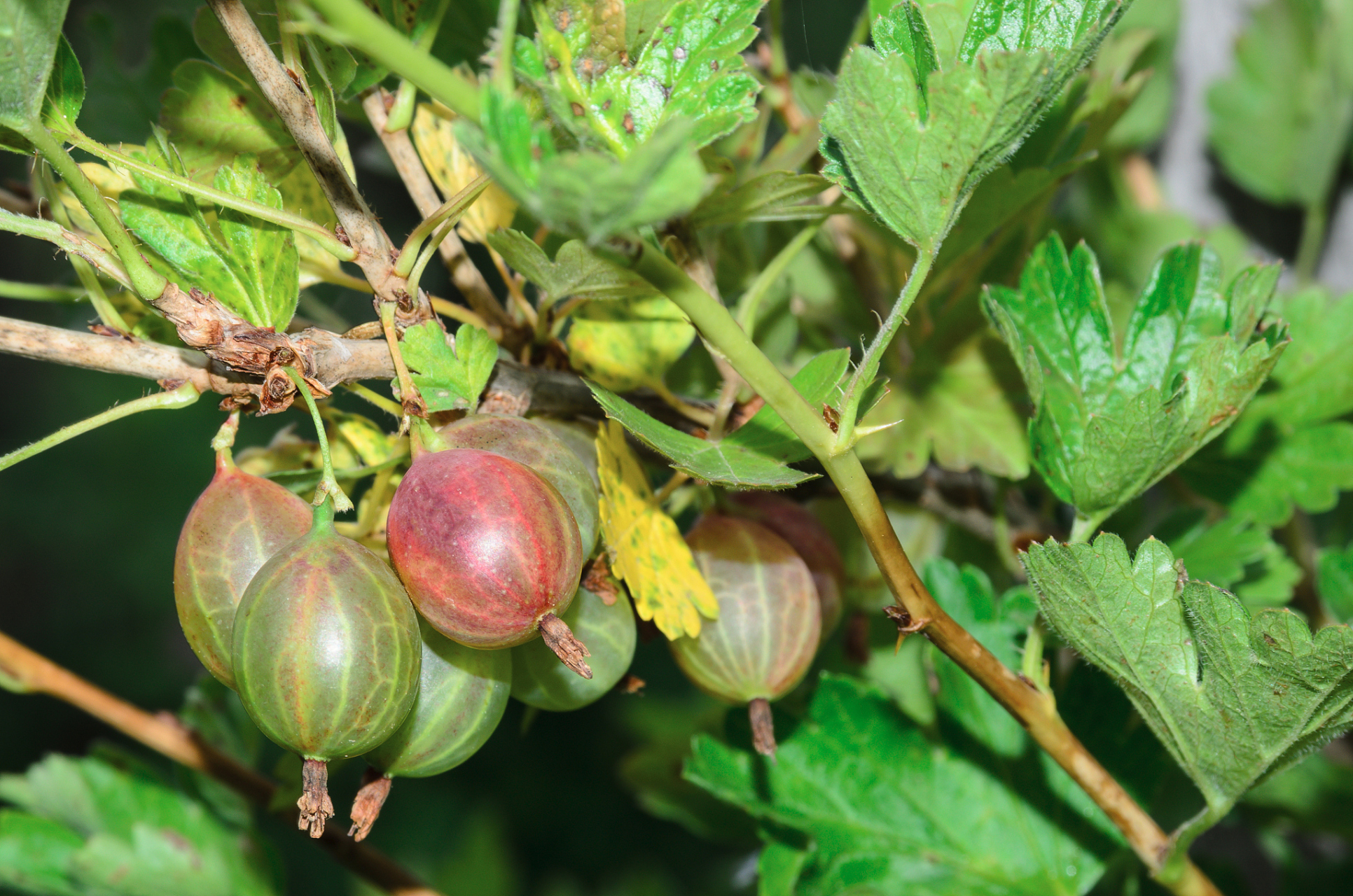 金樱子为蔷薇科常绿攀援灌木植物金樱子的成熟的假果或除去瘦果的成熟