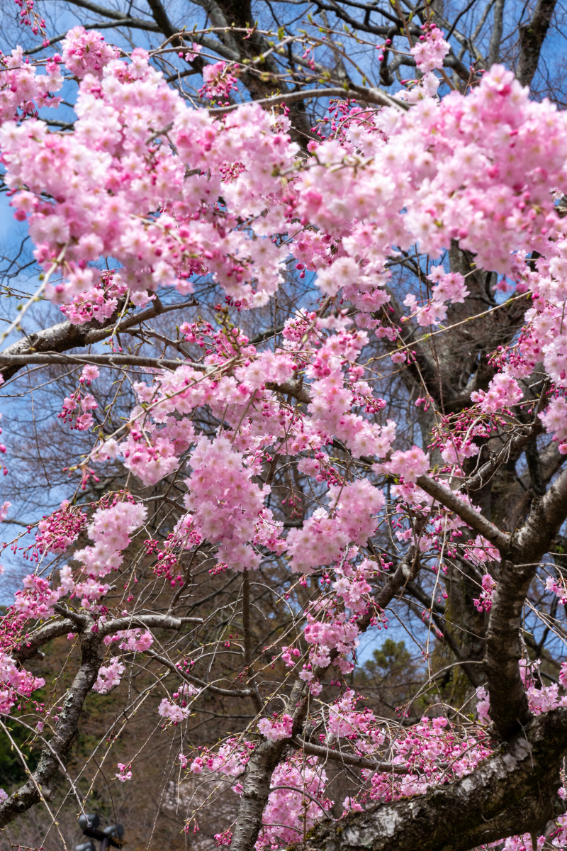 贵州平坝樱花的最佳观赏时间通常是每年的3月中旬到4月上旬