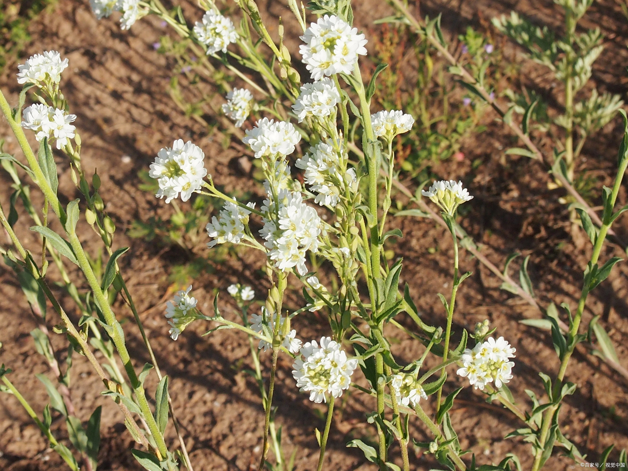 辛夷,性味归经:辛,温.归肺,胃经.功效:发散风寒,宣通鼻窍.