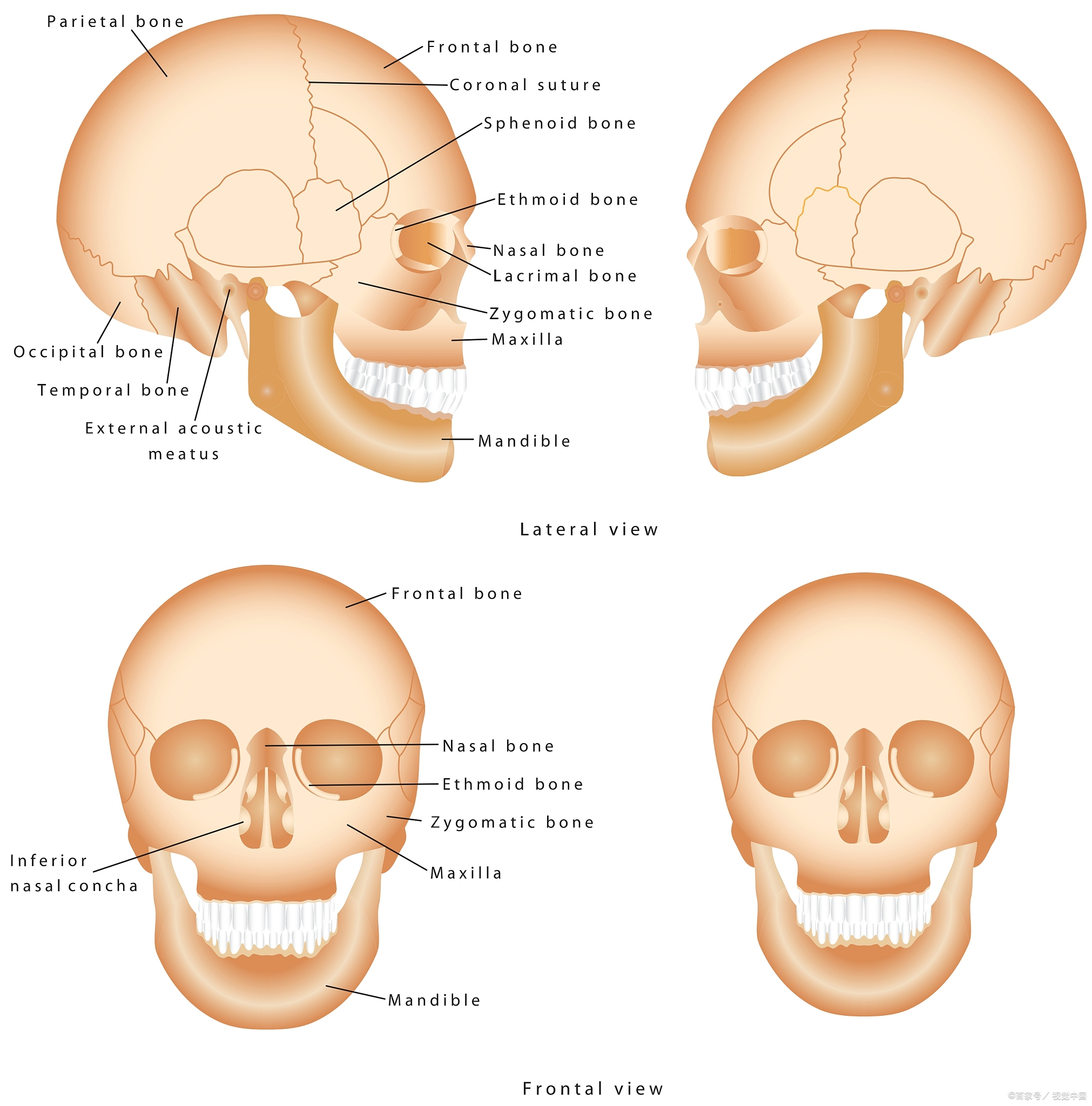 头部骨头结构图图片