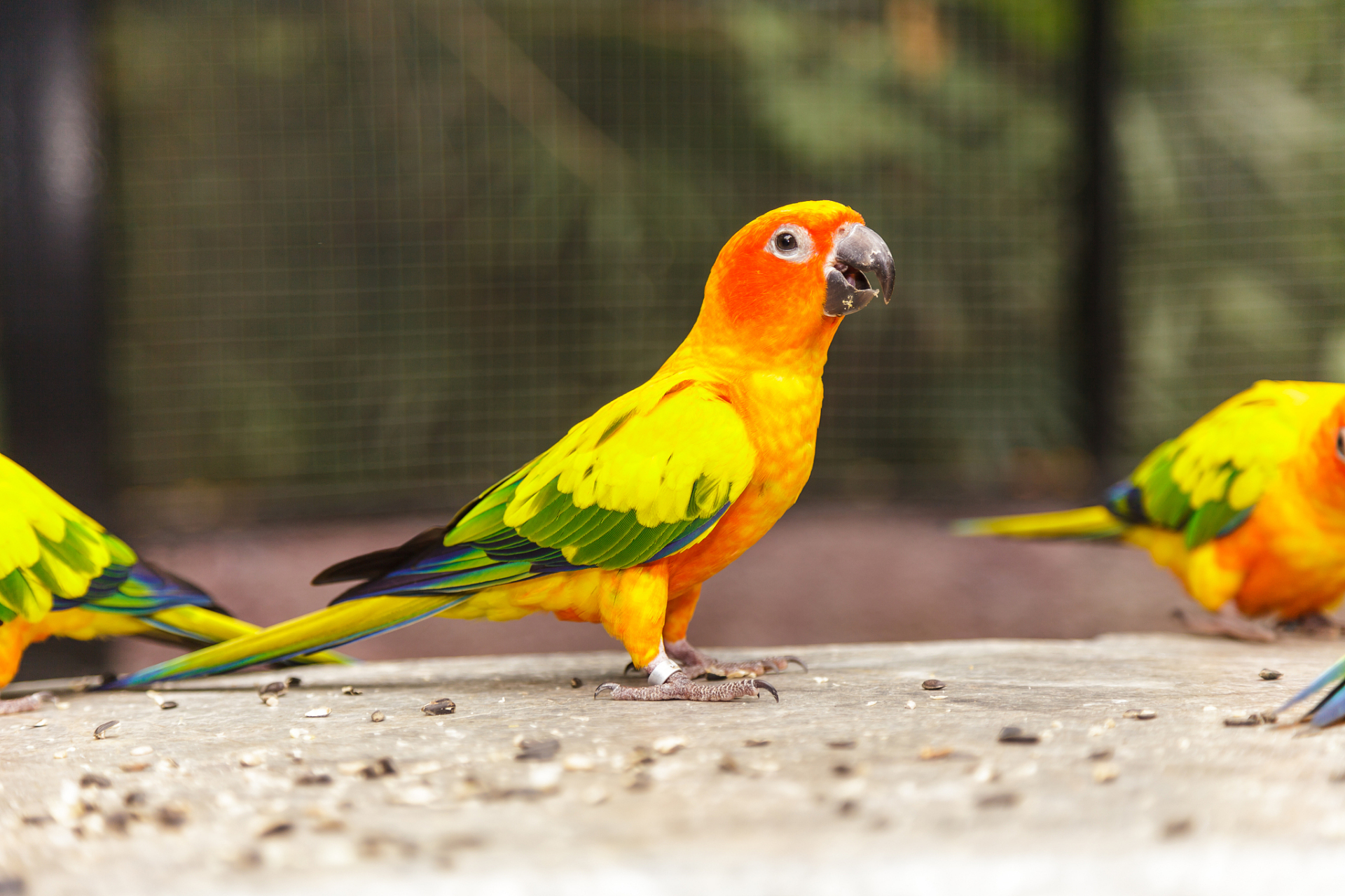 金黄锥尾鹦鹉是一种色彩鲜艳,形态优雅的鸟类,以其独特的金黄色羽毛和