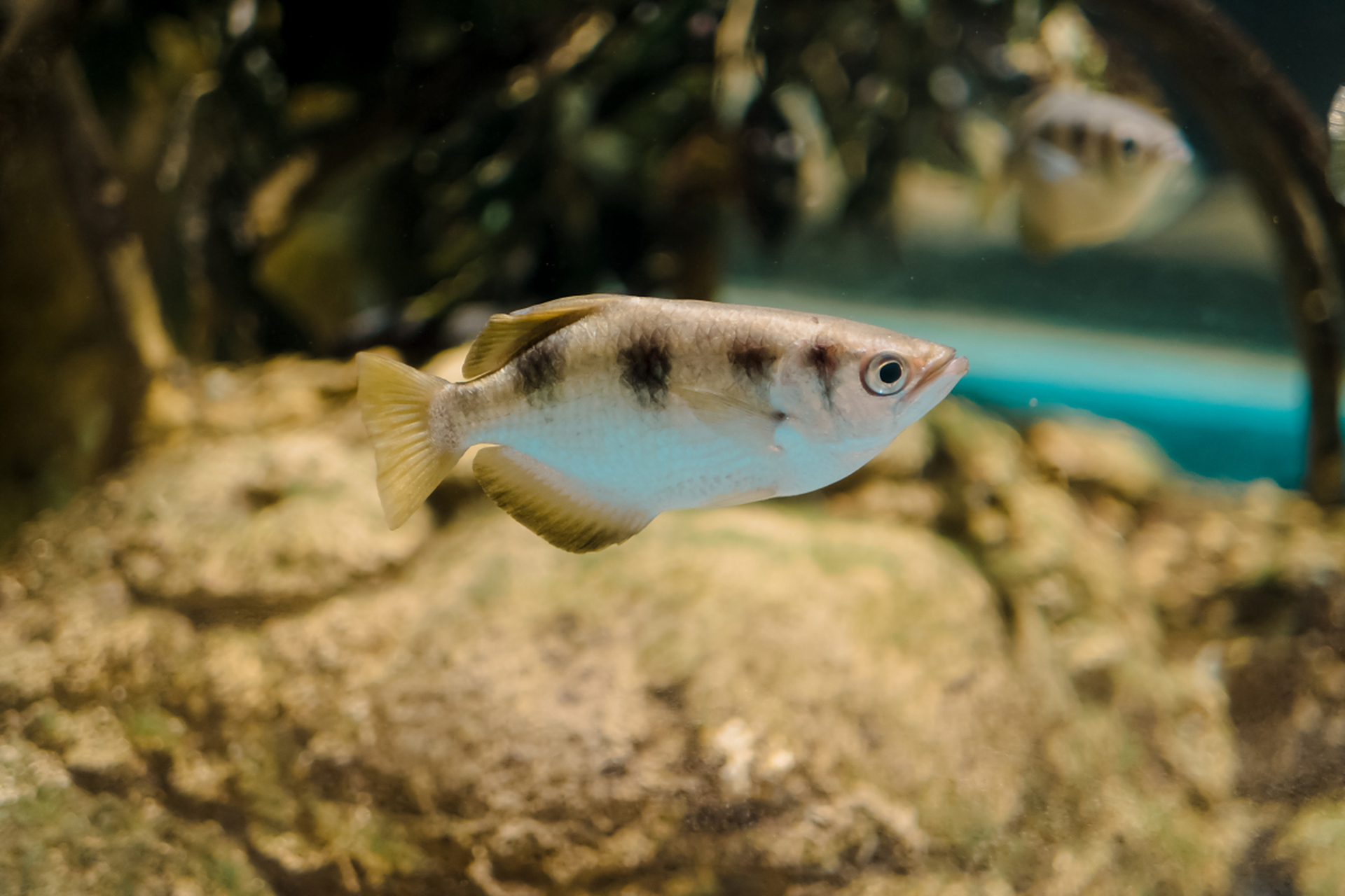 嬉行记# 上海水族馆内拥有一种别具一格的奇异鱼类——射水鱼.