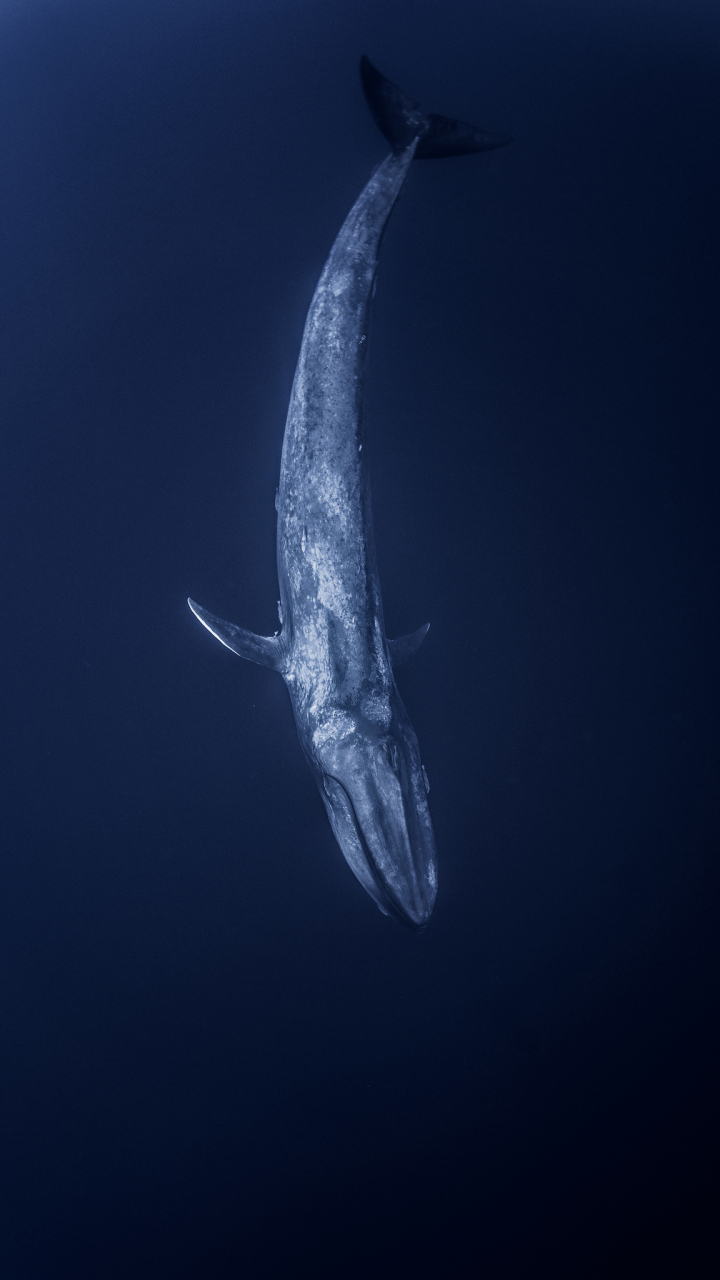 地球上最大动物蓝鲸,声音震撼180分贝 ,心脏重达半吨巨无霸