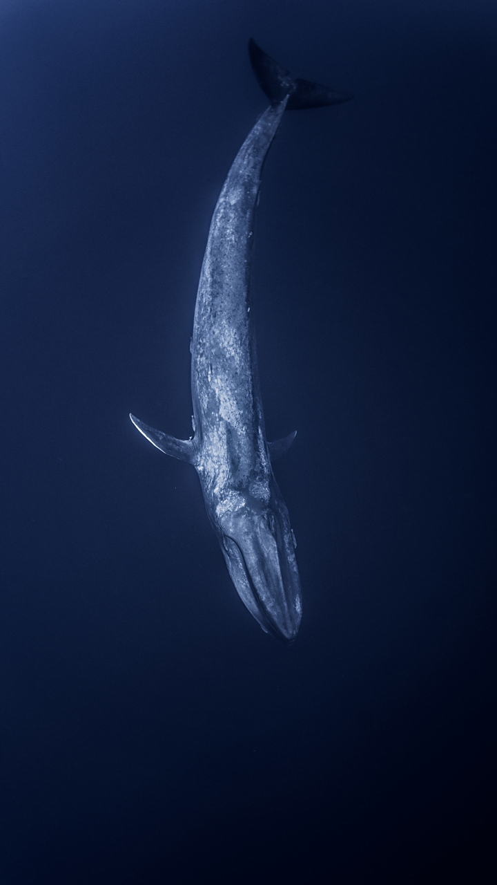 探寻深海之王——全面介绍蓝鲸这一生物奇观  蓝鲸(blue whale)是一种