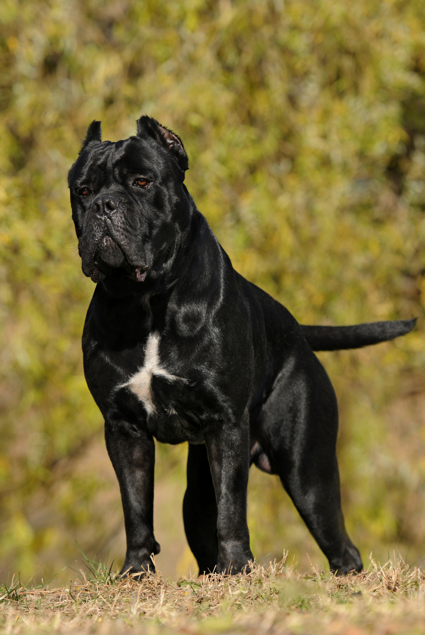 忠诚斗士——卡斯罗 卡斯罗在国外有"最出色的的护卫犬"雅称.