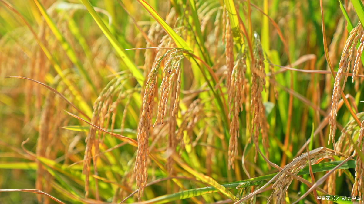 金黄金黄的稻子像什么 稻子羞答答地低下头,金色的脸庞泛着微光,好似