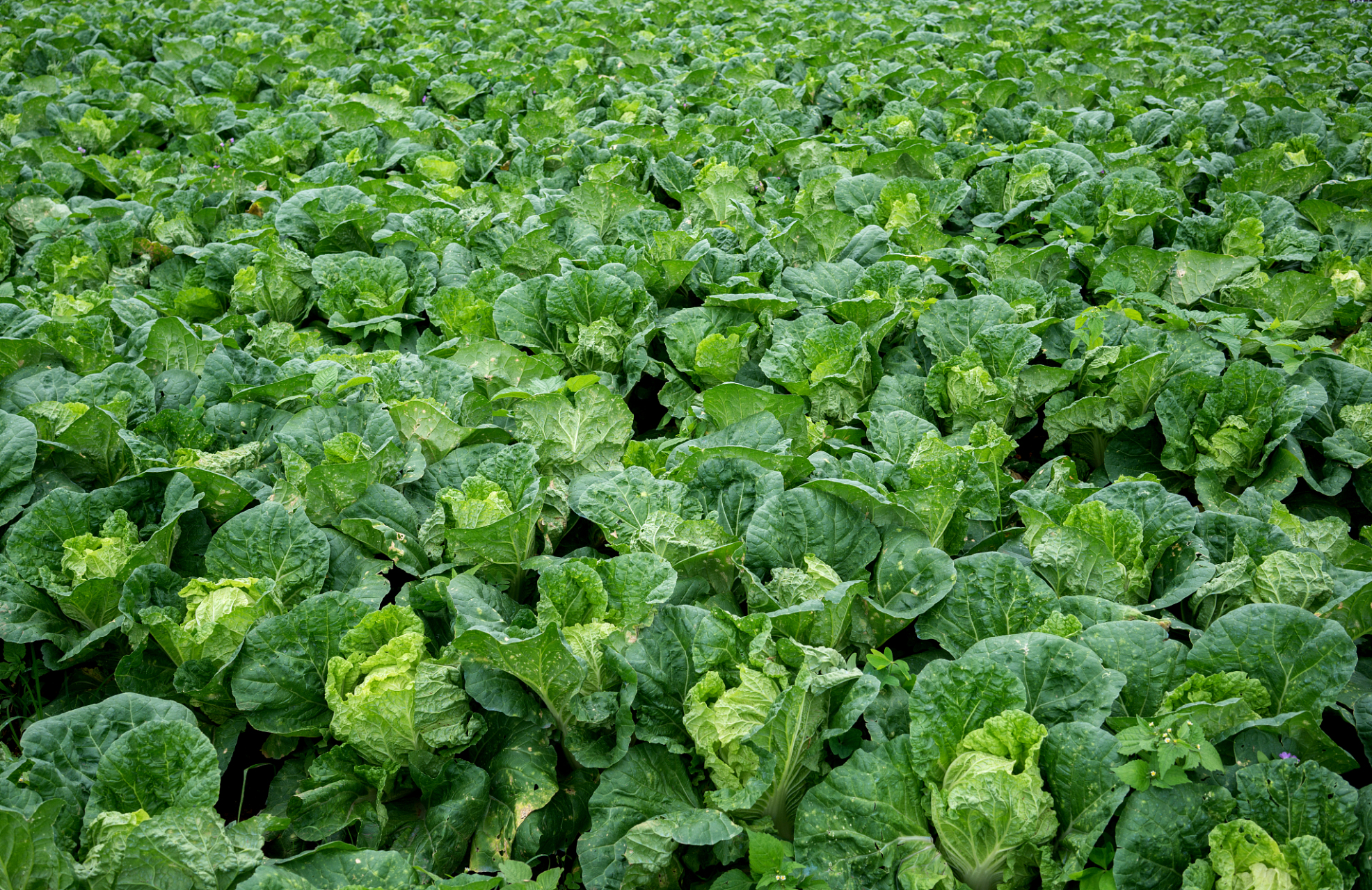 第一个病害问题是我们白菜到了后期脱帮烂心,脱帮是一个细菌性软腐病