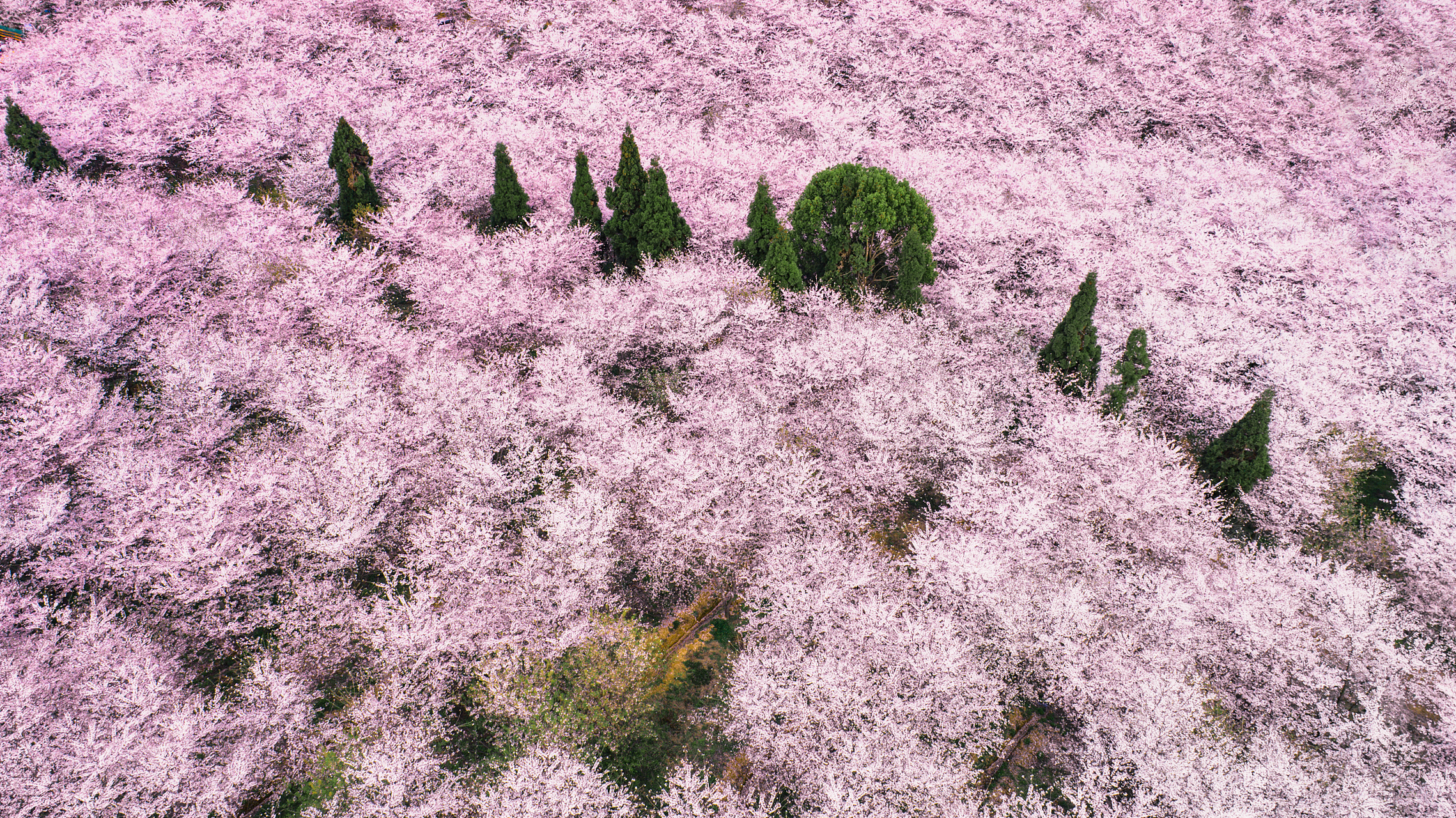 宜宾樱花基地图片