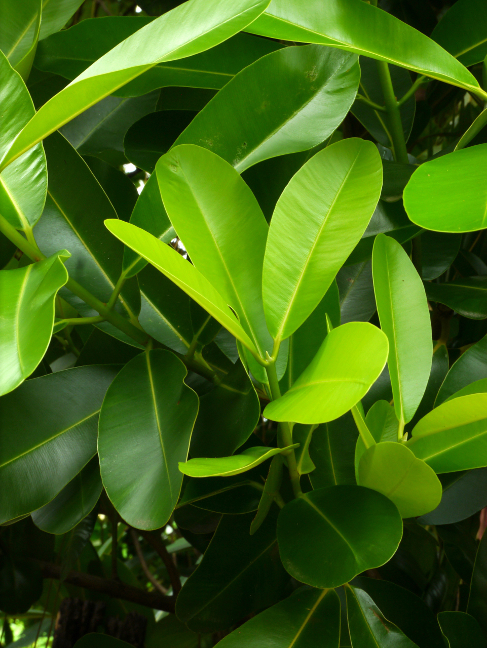 玉兰叶豆瓣绿是一种非常受欢迎的盆栽植物,但你知道它最适合什么季节