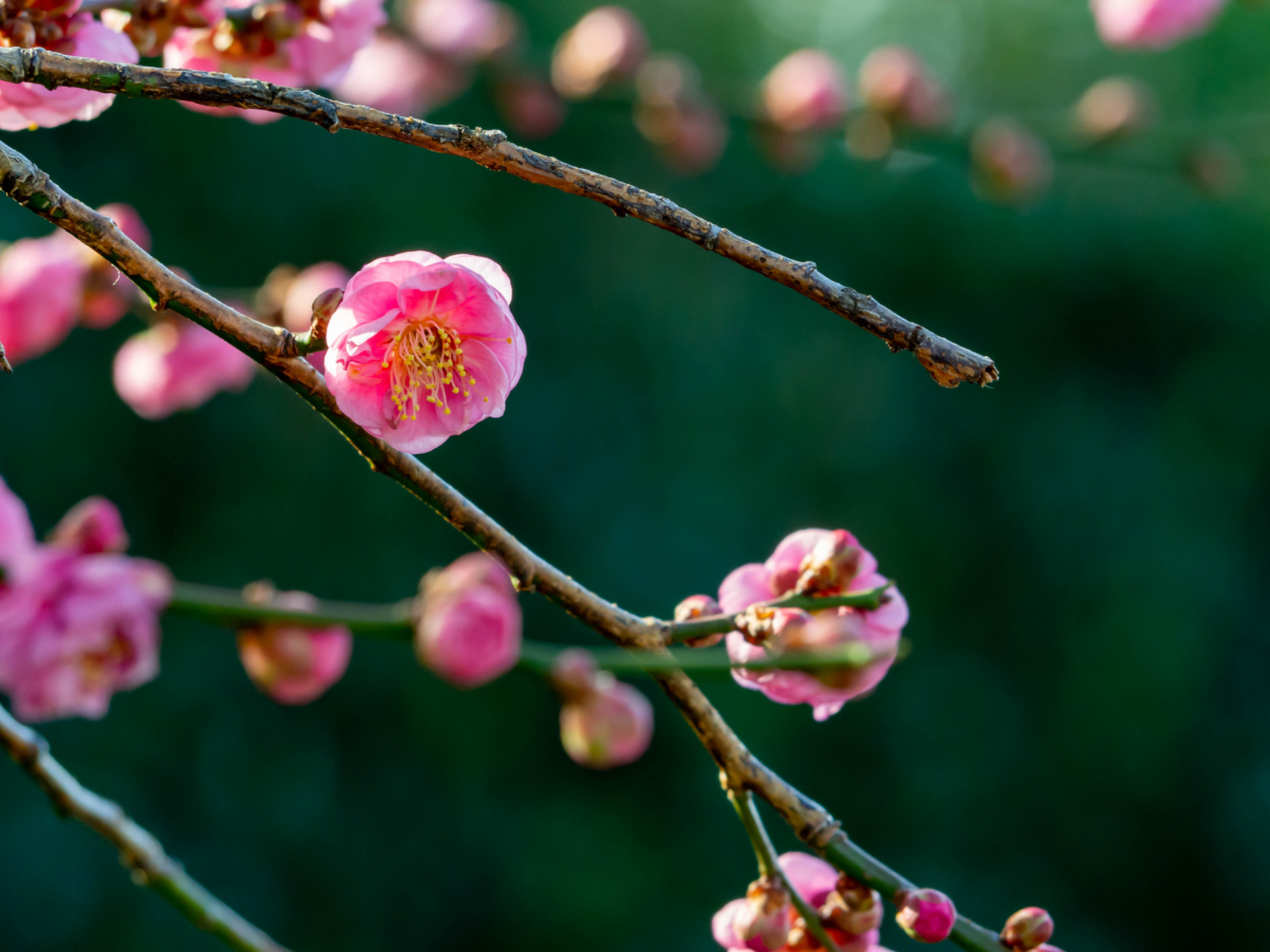文学常识# #语文#  花中四君子是指梅,兰,竹,菊四种植物的统称.