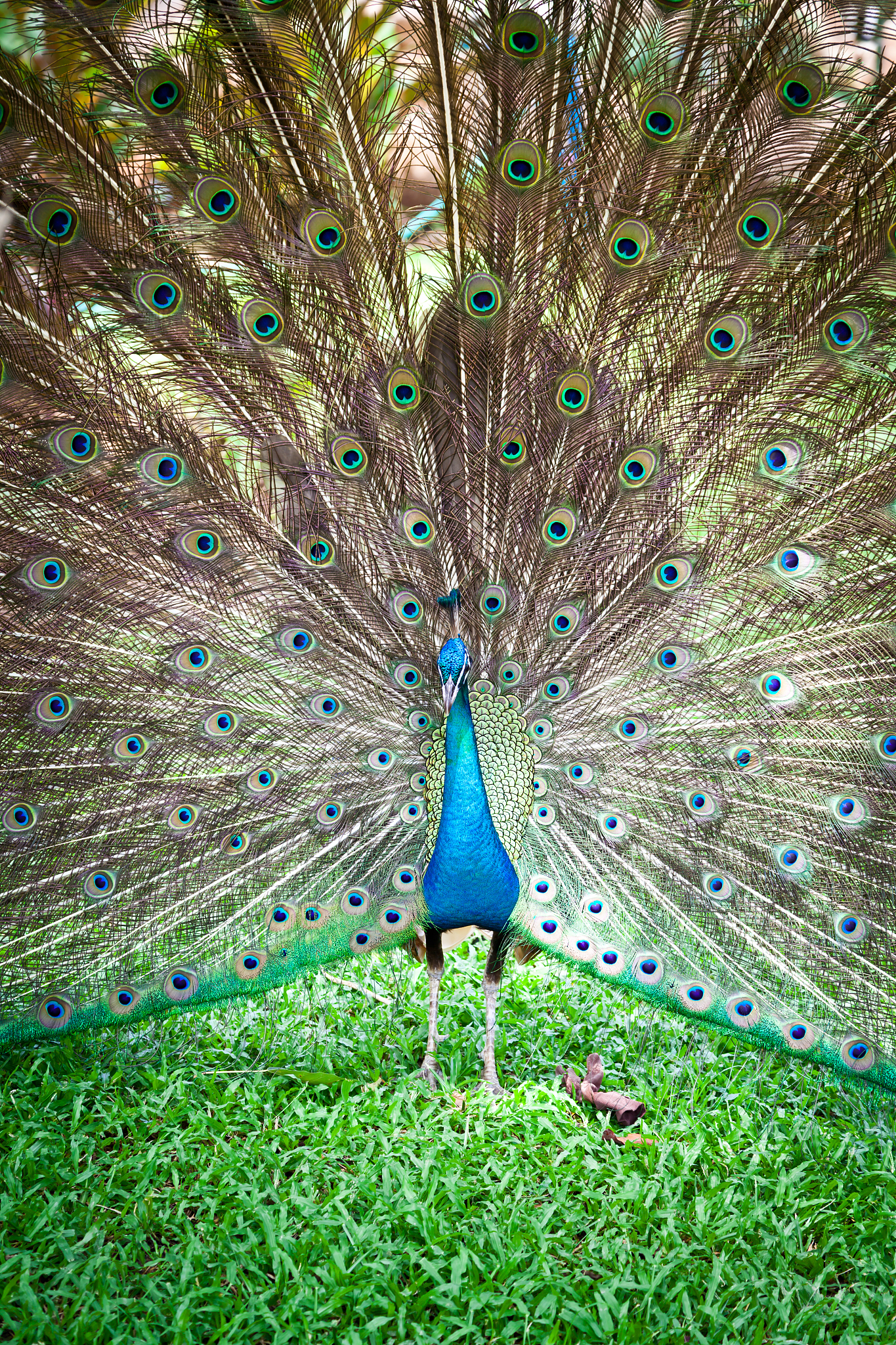 海口热带野生动植物园的孔雀开屏,惊艳超美丽!
