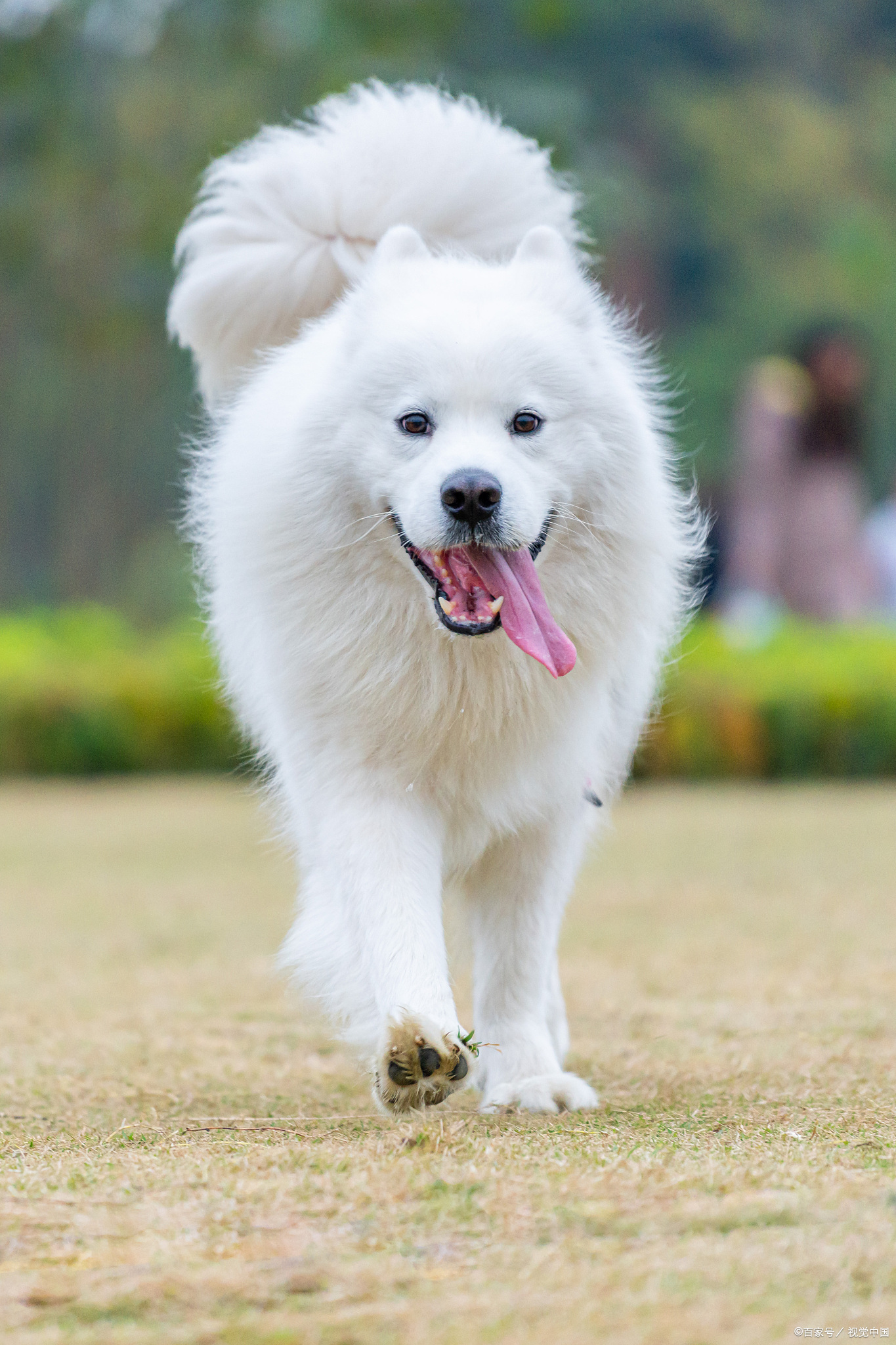 有的时候觉得蛮好笑的,不知道是人遛狗,还是狗遛人,有一次,某小区一个
