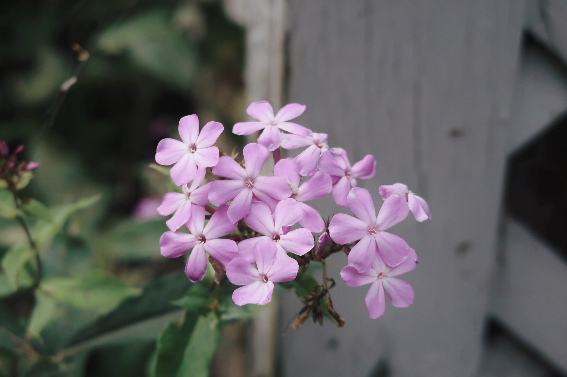 五瓣丁香花语是幸福和爱情,它代表着对幸福的向往,以及真挚的爱情.